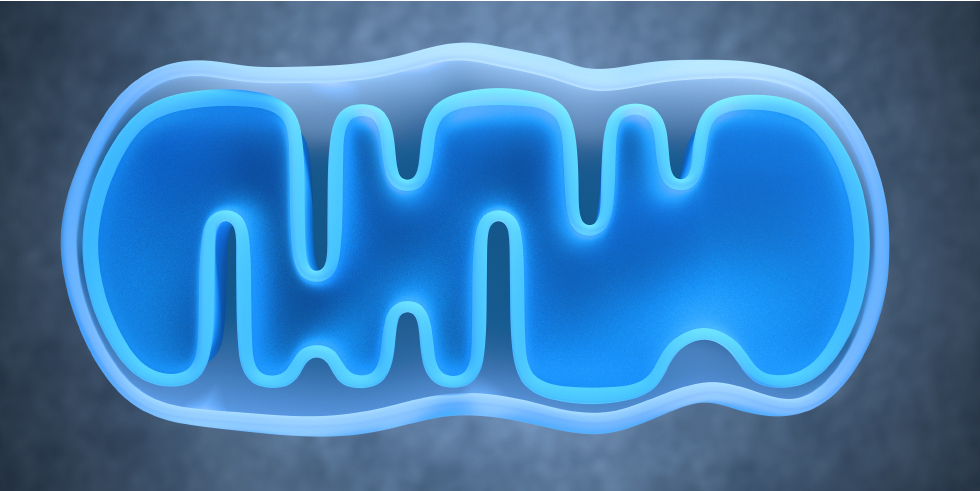 Mitokondrier Mitokondrier