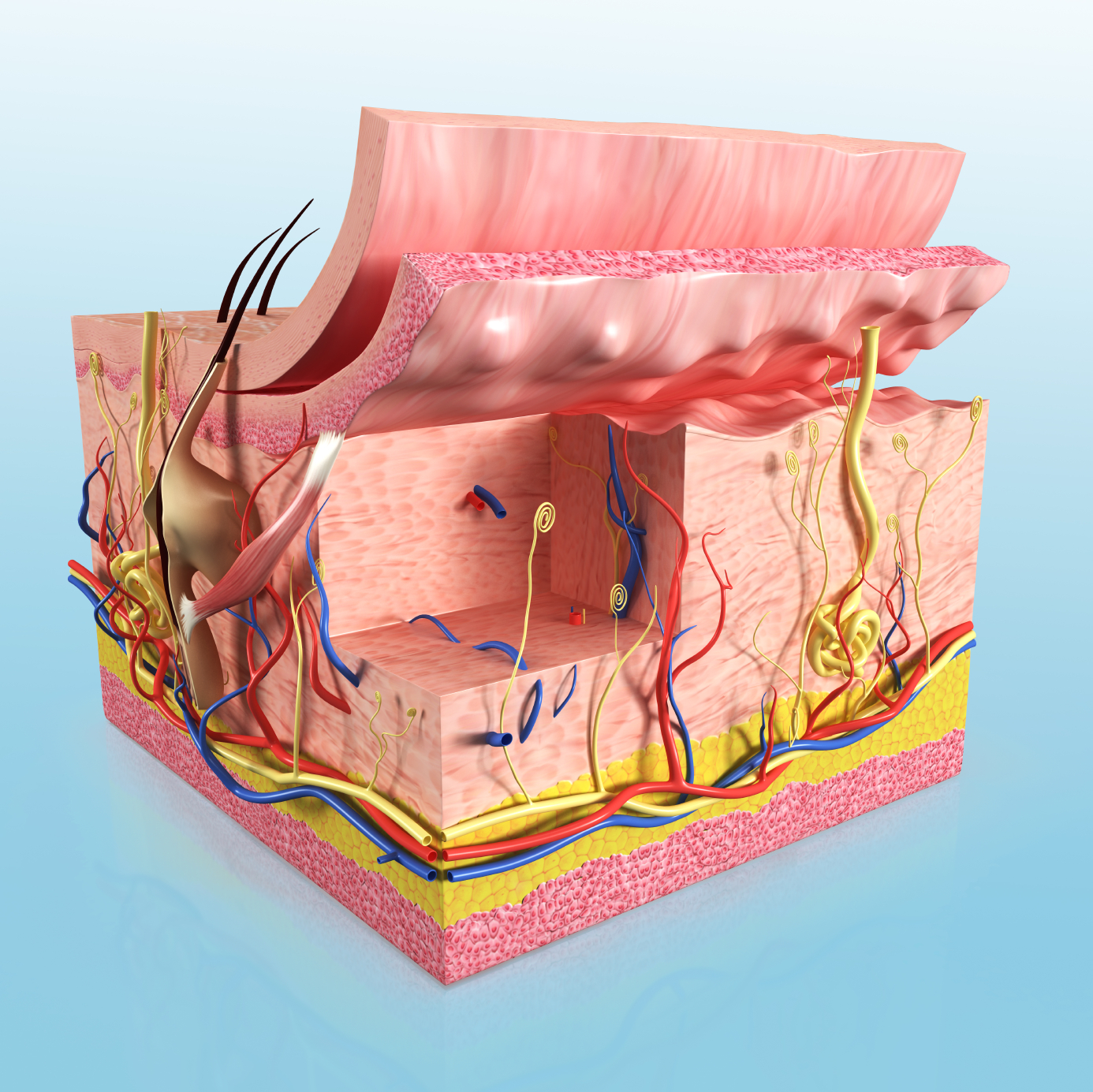 Et vev består av celler av samme sort. Sammen danner de ulike vevene organsystemer.