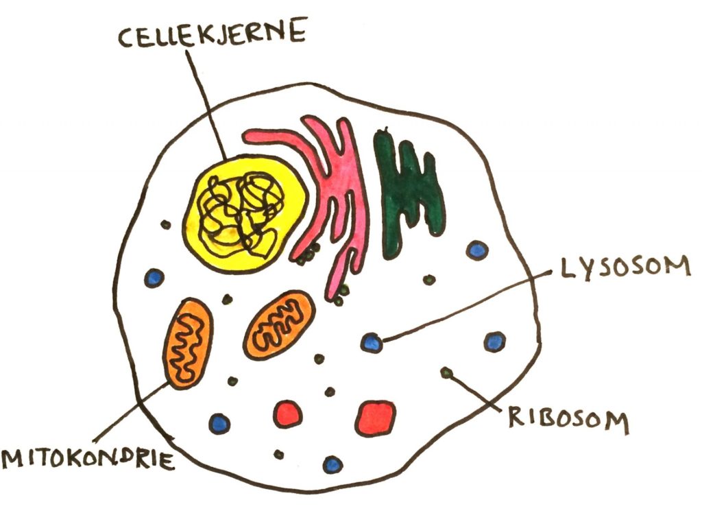 cellekjernen