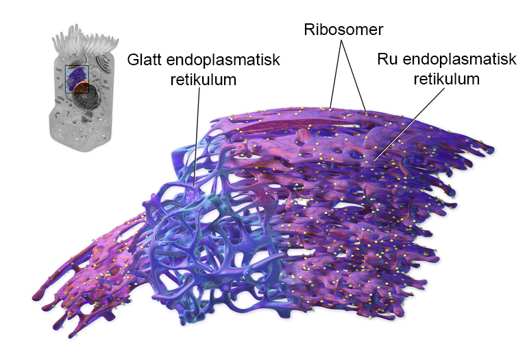 endoplasmatisk retikulum
