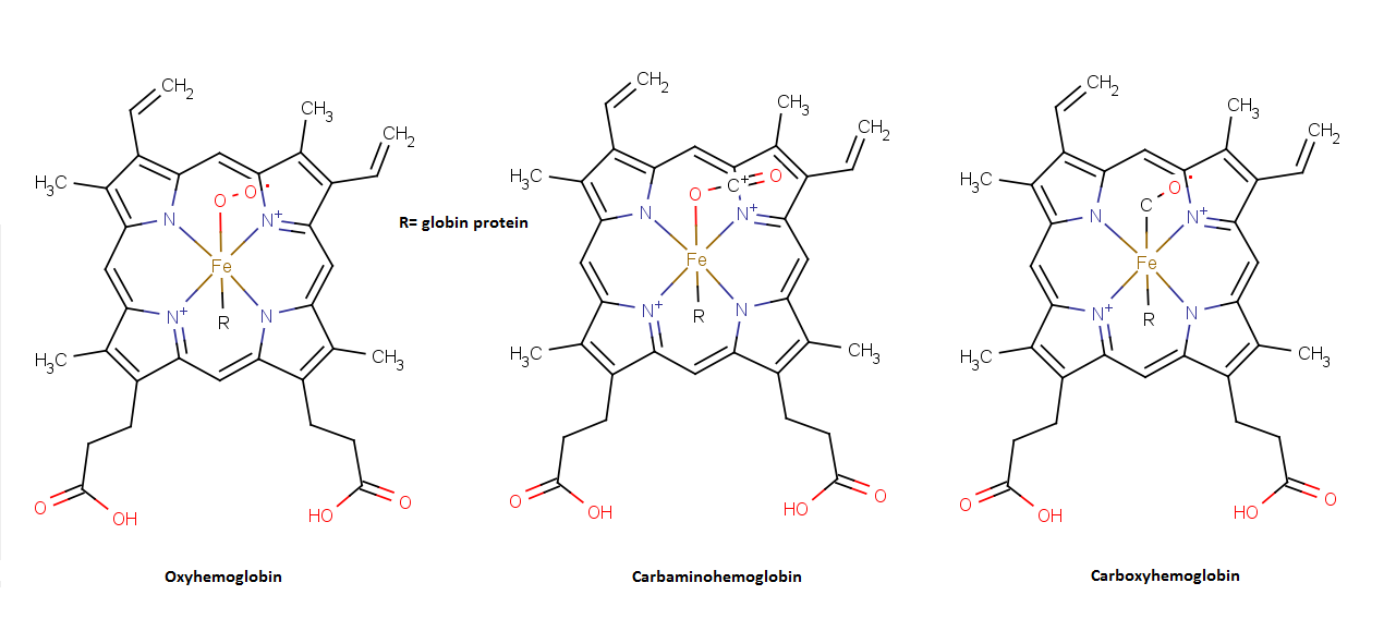 Hemoglobin - bilde fra wikipedia.org
