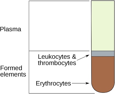 Erytrocyttene i blodet synker til bunnen