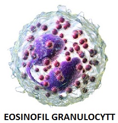 Eosinofile granulocytter