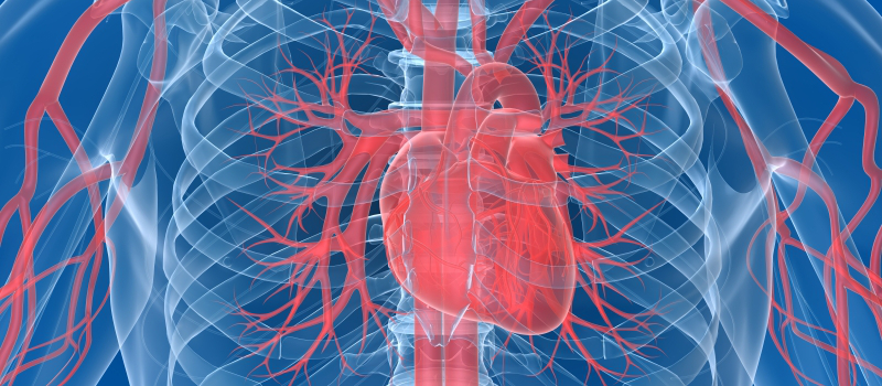 Sirkulasjonssystemet