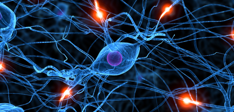 Sentralnervesystemet er plassert i ryggmargen og hjernen.