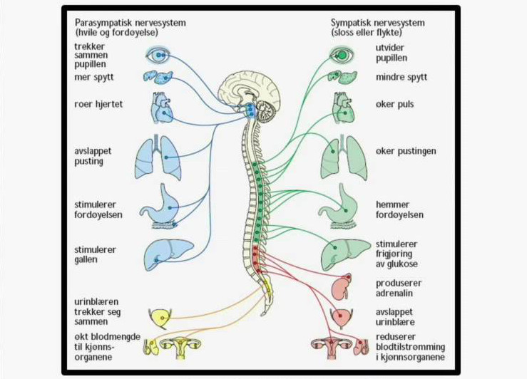 Det autonome nervesystemet virker "automatisk".