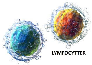 Lymfocytter