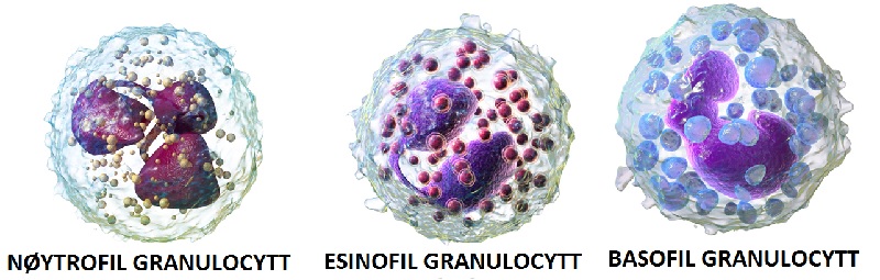 De tre typene granulocytter