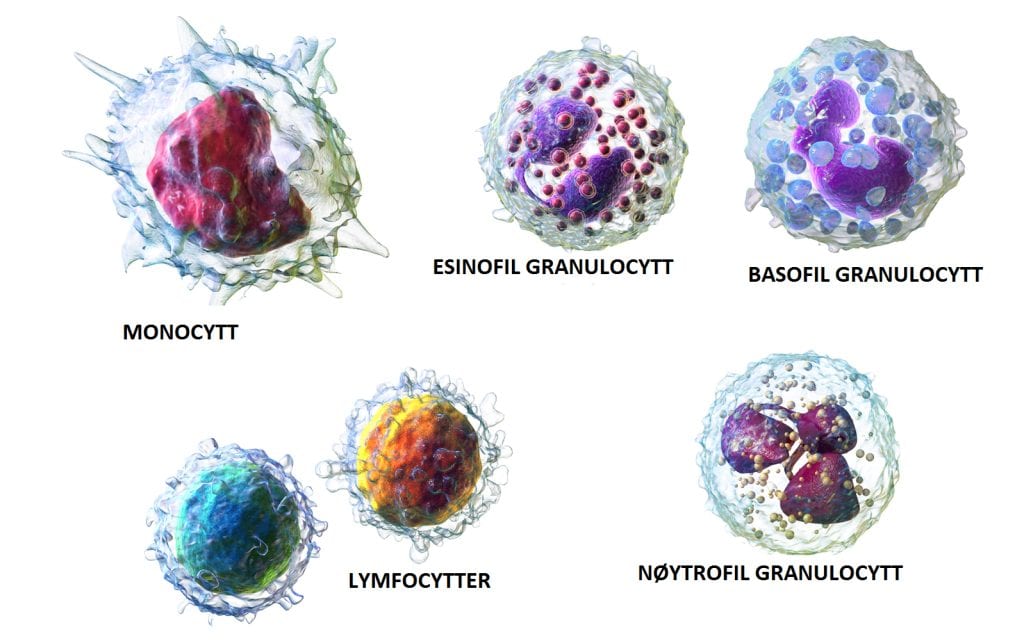 hvite blodceller