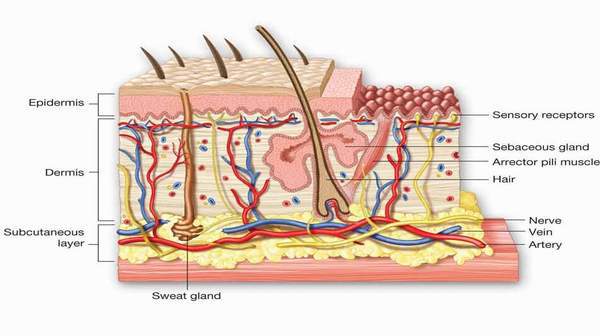 Overhuden (epidermis) ligger over lærhuden