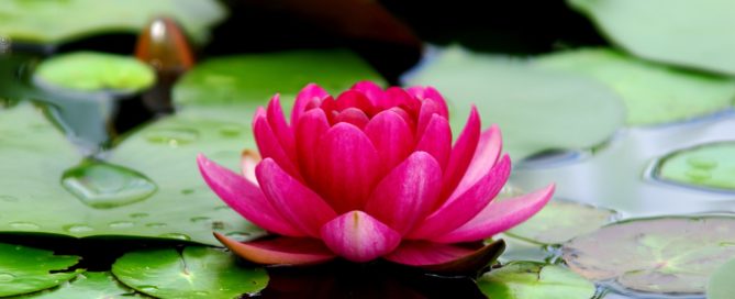 Alt i verden består av de tre gunaene rajas, tamas og sattva. I en yogapraksis ønsker vi å øke sattva i sinnet.